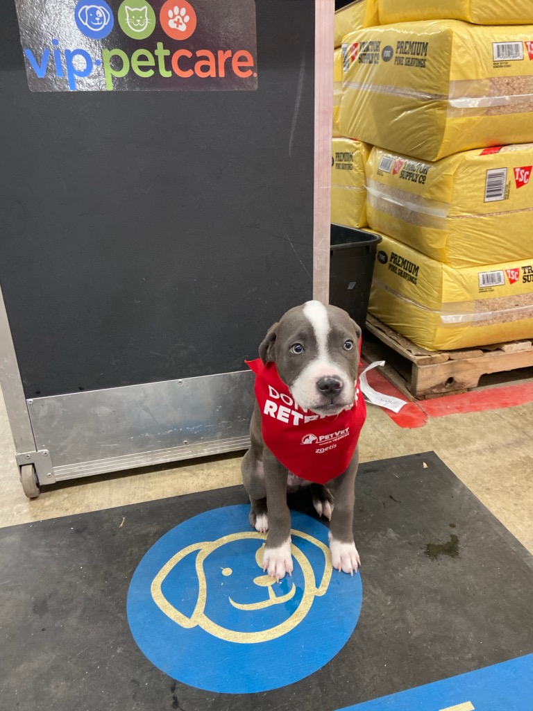 VipPetCare's tweet image. Check out all of these cuties who have visited our Cincinnati, OH, team recently! 😍
#VIPPetcare #HealthyHappySafe