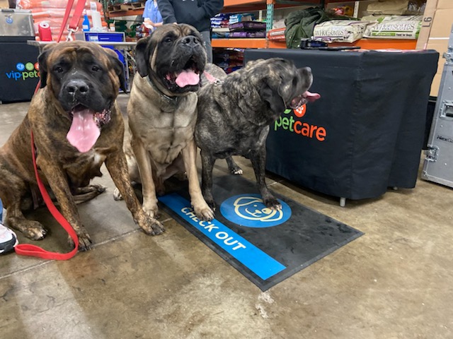 VipPetCare's tweet image. Check out all of these cuties who have visited our Cincinnati, OH, team recently! 😍
#VIPPetcare #HealthyHappySafe