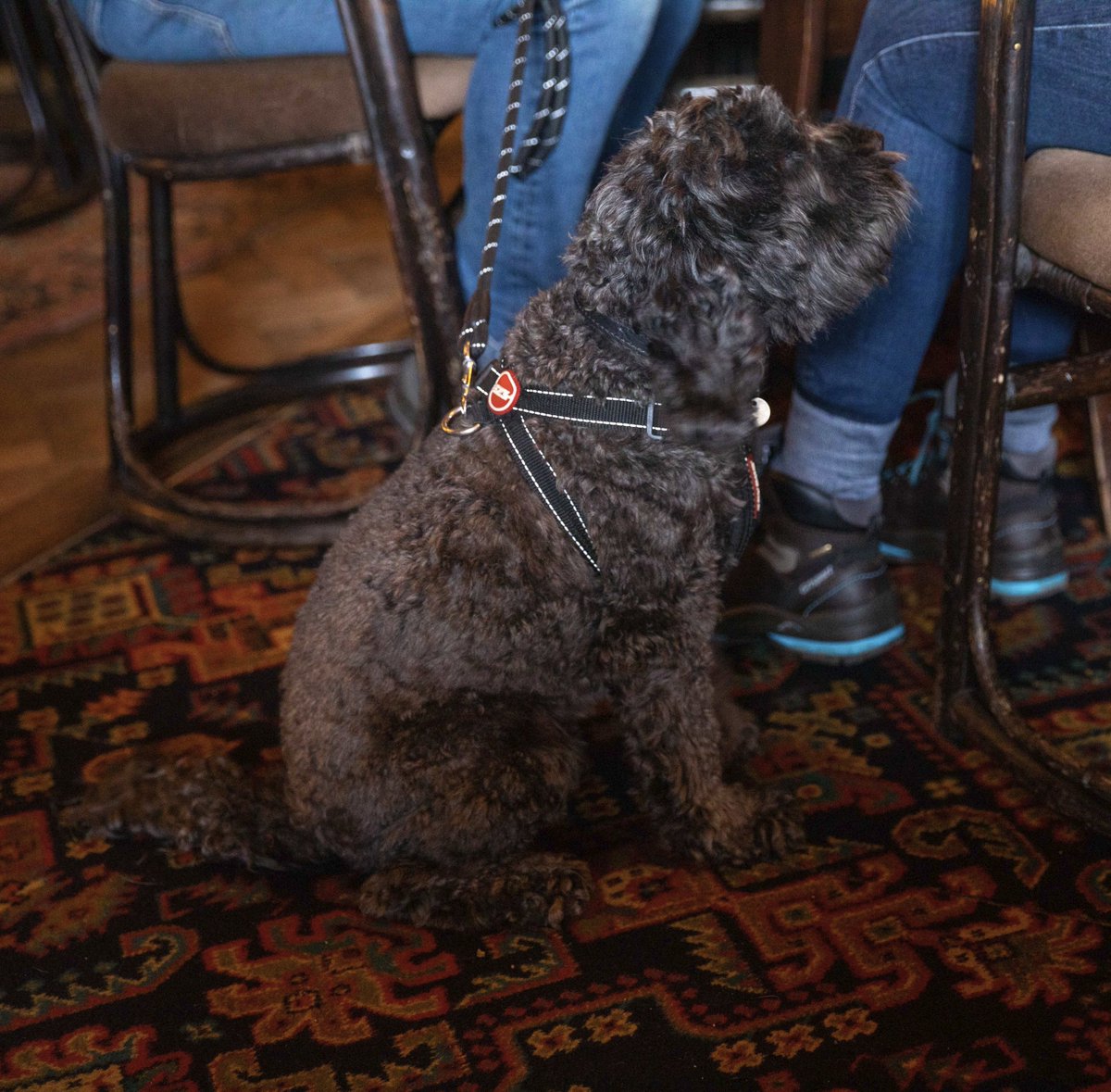 When the hiking is done, there's only one place to head for weary walkers and their dogs - The Bear.  Please come to see us during #crickhowellwalkingfestival we are very dog and human friendly and have Deliverance (the real ale) for your aches and pains. human-friendly