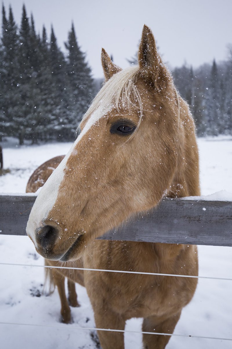 You never know who you'll meet while walking amongst our beautiful grounds... 🌲 A friendly squirrel or rabbit, a chipper bird, perhaps even one of our beautiful residents 🐴.

Who will YOU stumble upon?

#horselovers #ontariowildlife #discoverON #ontariospa