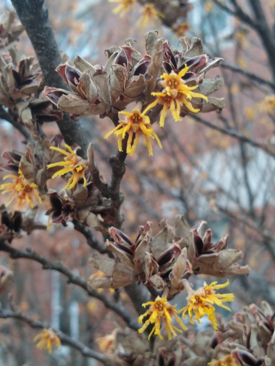 Doris_Bio's tweet image. For being dead these look pretty cool to me. 
#kscbio