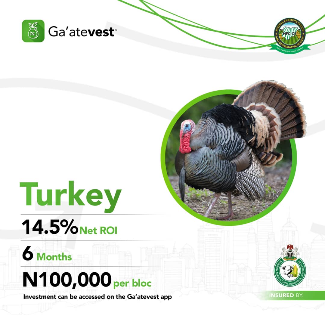 AkinbodeJoy's tweet photo. Invest in the Poultry Investment Program for N200,000 and earn 15.5% in 6 Months.
Investment is available on the Ga'atevest App.
Enjoy this opportunity now!!!
Install the Android version using this link: https://t.co/42OYiq4HPZ
#NFGCSPoultry https://t.co/9SfjaBILC2