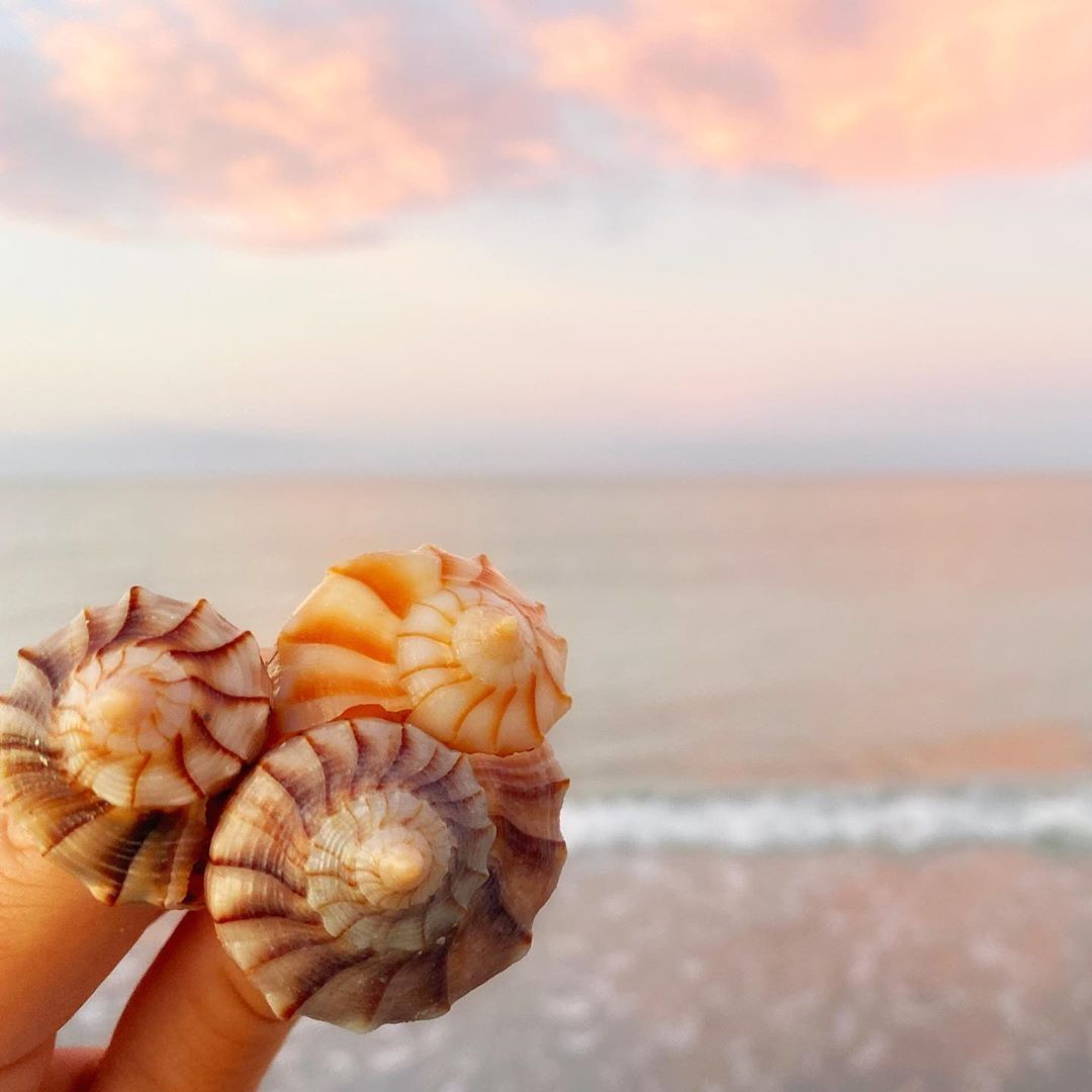 Anna Maria Vacations tweet media