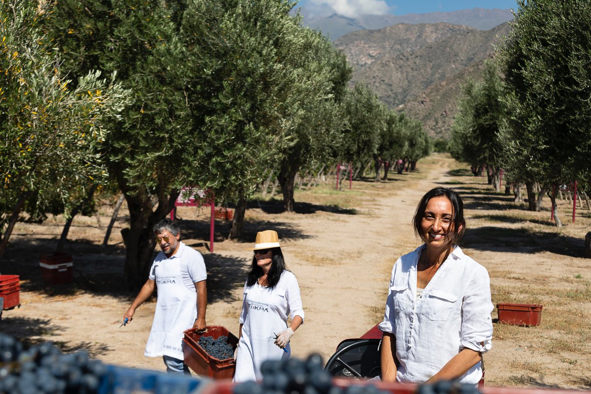 SaltaSecretos's tweet photo. Fin de semana de #Vendimia2020 en @BodegaTukma. Pasamos un sábado de trabajo y placer en Tolombón, en el sur de los Valles Calchaquíes salteños, cuna de los mejores vinos de altura. @SaltaVisit @VisitSalta https://t.co/Iy30VTT9ND
