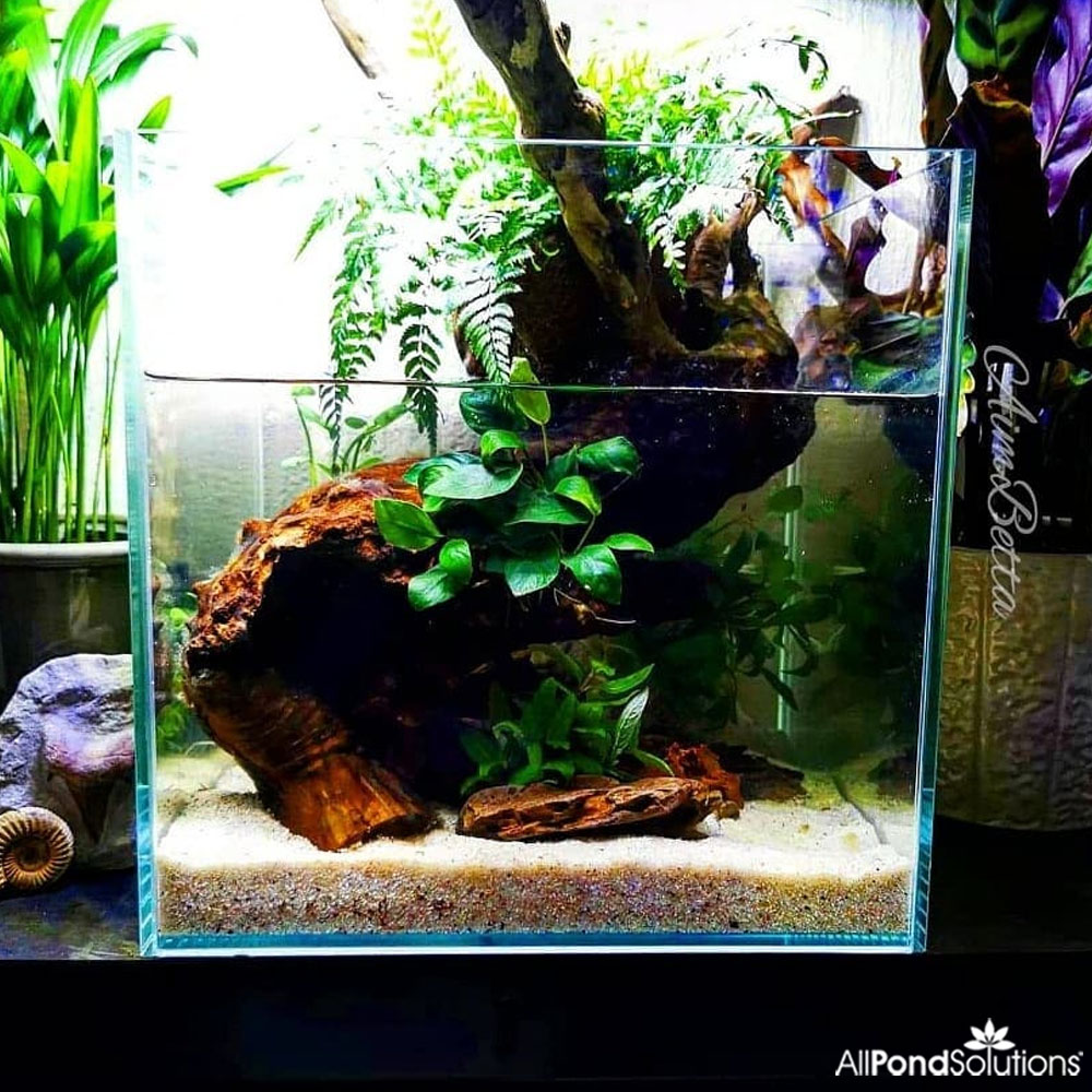 Don't you just love what 📸aimbetta from instagram has done with our 30cm Ultra Clear Glass Fish Tank 😍❤️