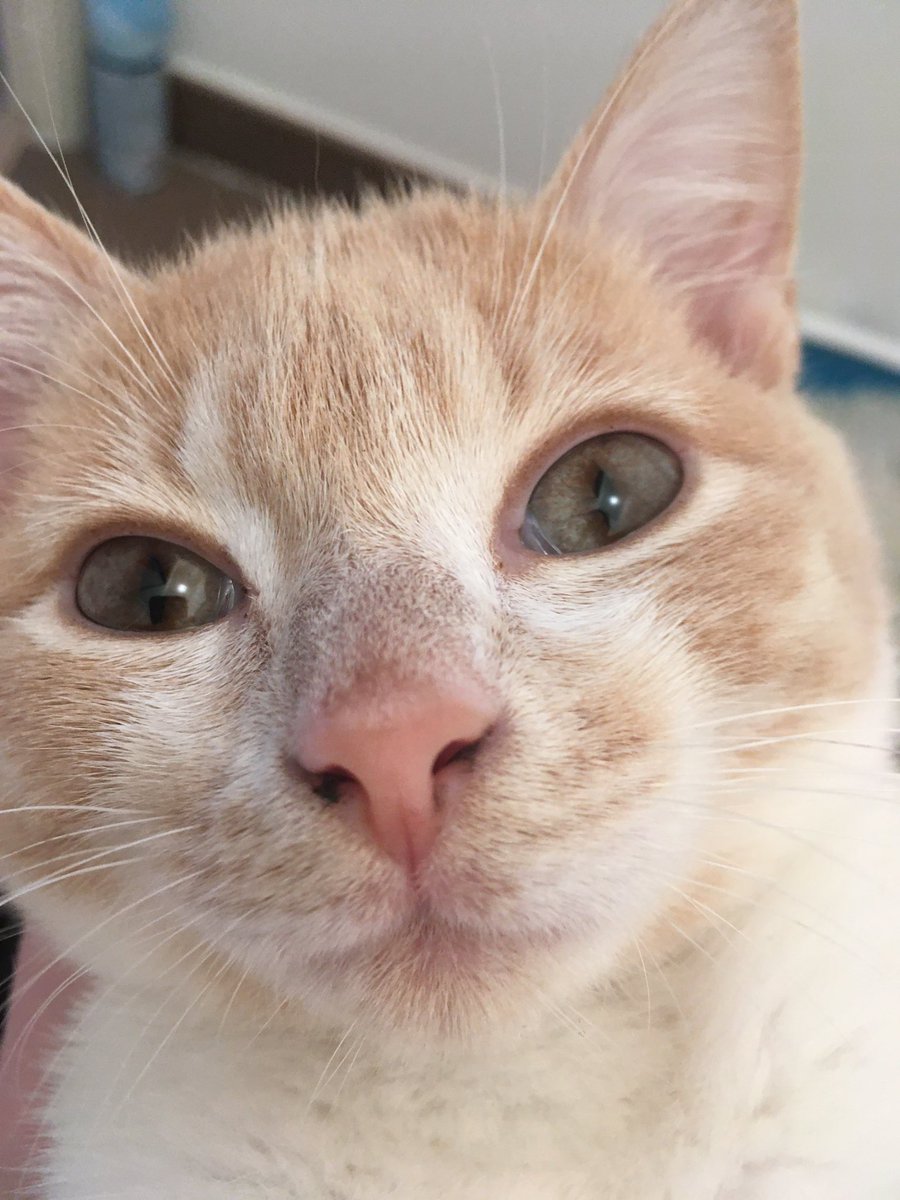 LizzieLeKitty's tweet image. Il paraît que j’ai des beaux yeux. Vous en pensez quoi?
(Oui j’ai toujours des trucs dans le pif)