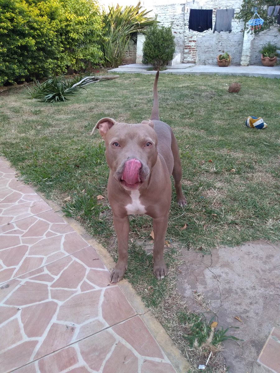 🐾 (@pitbulipics) on Twitter photo 