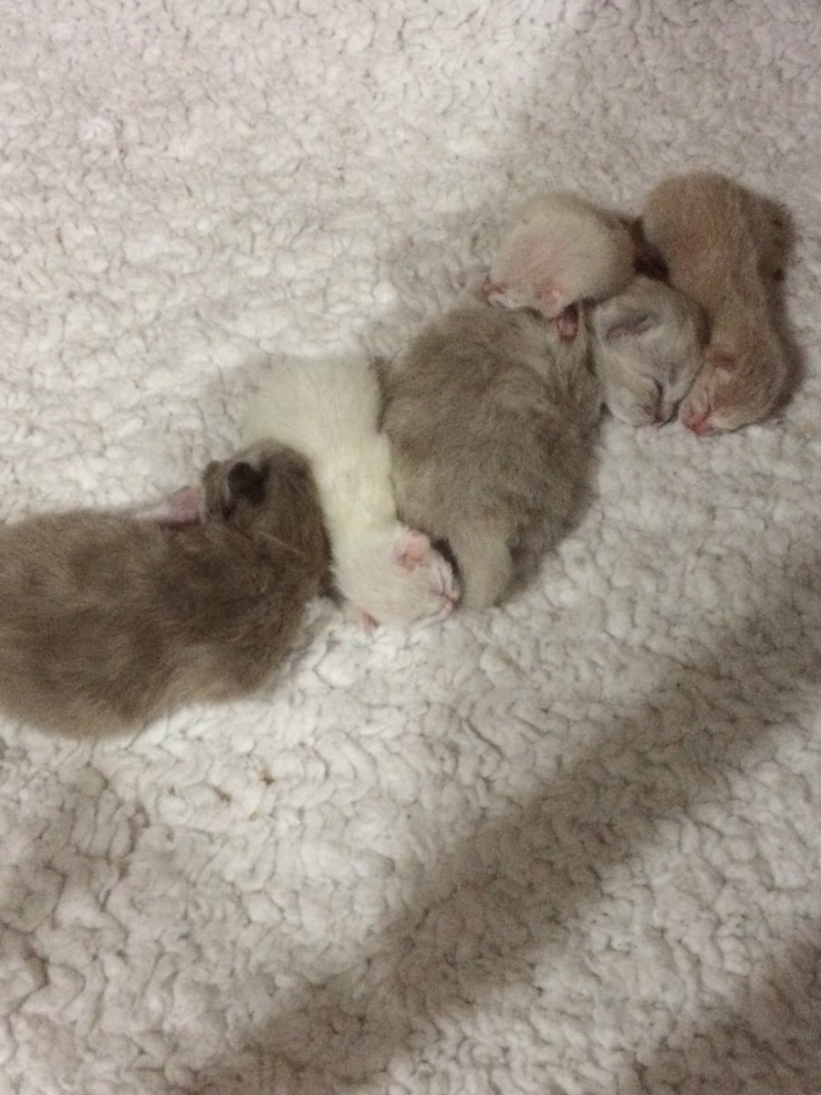MichelleDinmore's tweet photo. @rickygervais Was he urs? I love siamese... infact all cats but mainly siamese and ragdolls... our house atm had to foster out 3 meezers to my rag mummy coz Kizzy ( the meezer) couldn’t cope with 7! Xxx https://t.co/RAiEWOUor7