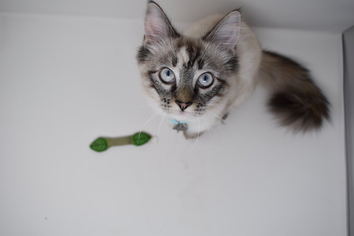 Findlavender's tweet image. Please welcome our newest member to the FindLavender team, Button! 🐱 Button loves all things lavender and knows you will too! She especially loves our top quality bundles and tranquil lavender room/body sprays. Gets yours today!