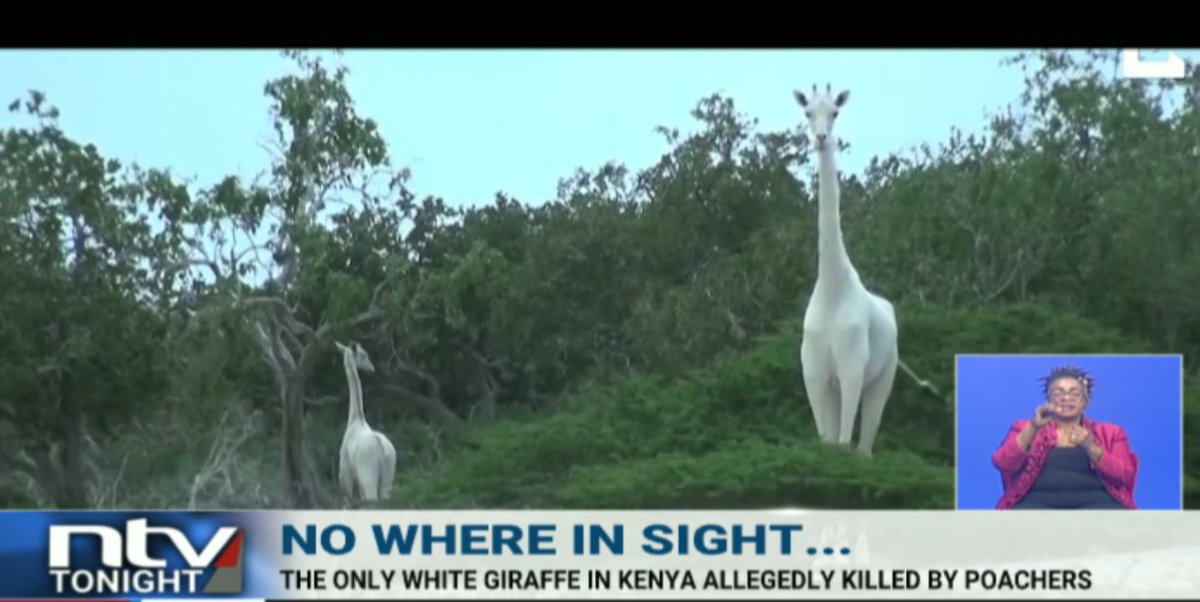 ntvkenya's tweet photo. The death of the two white giraffes in Ishaqbini Hirola Sanctuary in Garissa, has been described as negligence of those tasked with the responsibility of ensuring their safety by Mahat Abubakar, the county conservation coordinator.

#NTVTonight  @SmritiVidyarthi @MarkMasai https://t.co/GgxEA7x3QP