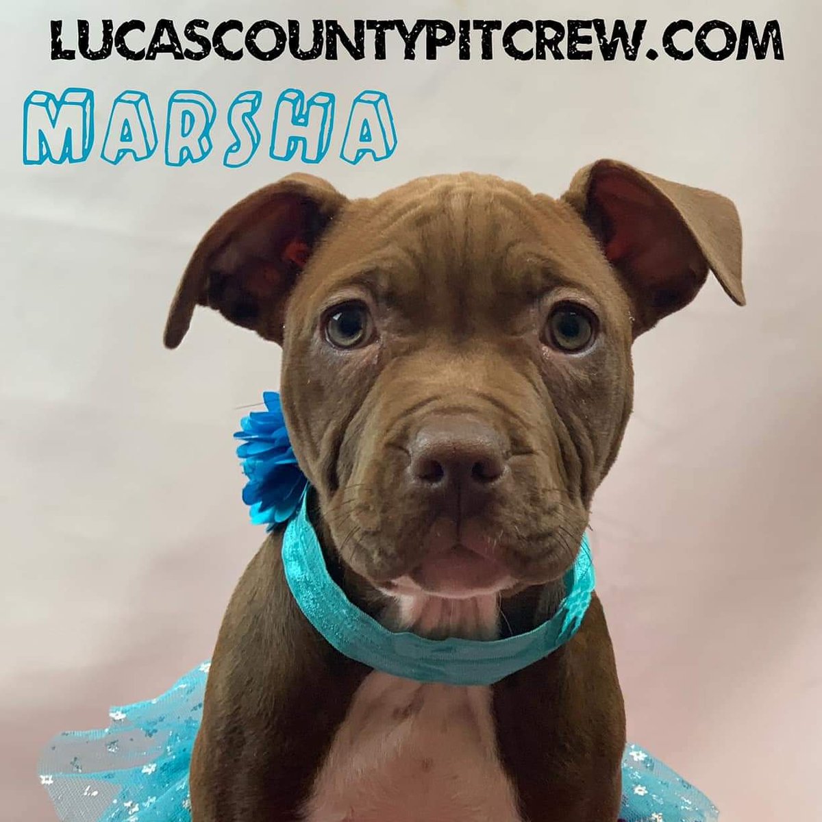 LCPitCrew's tweet image. Adorable adoptable!