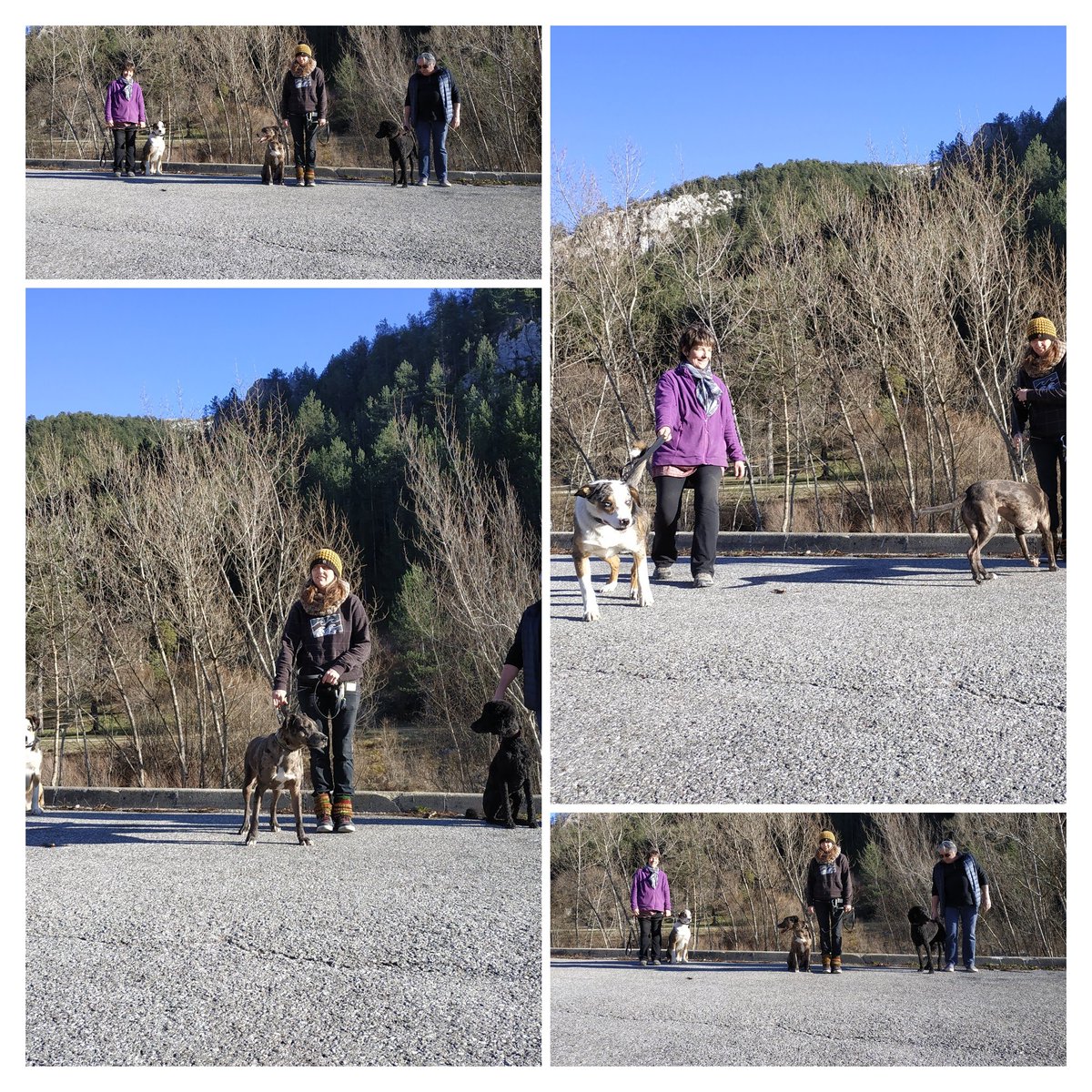 sym_dog_04's tweet photo. Pas toujours facile d'avoir l'attention de tous les chiens en même temps ;) mdr
#photochiens #symdog #symdog04 #symdoglife #rencontrecanine #educationcanine #educateurcanin #gorgesduverdon #verdon #canicheroyal #amstaff #bordercollie #bergeraustralien #montagne #concentration https://t.co/kotV3ukNmA