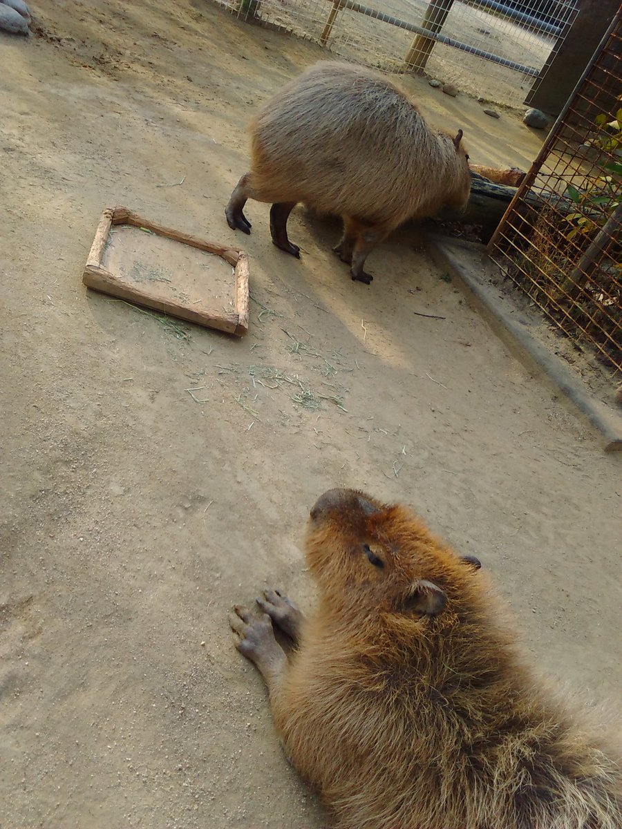 ほり Auf Twitter 今更だけど 座っているカピに 大声でカピバラー おきろー と叫ぶ子供 子供を注意しない親 いい加減にしてほしい 動物園に入場するときに注意事項を確認させ 違反があった時は退場させますということができたらいいのに ここは 大崎公園