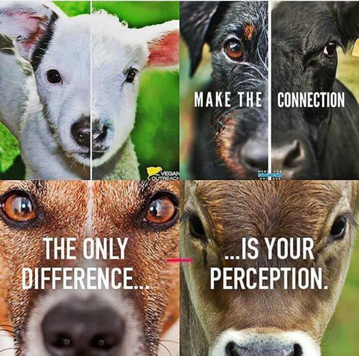 Veganella 🥦 tweet media