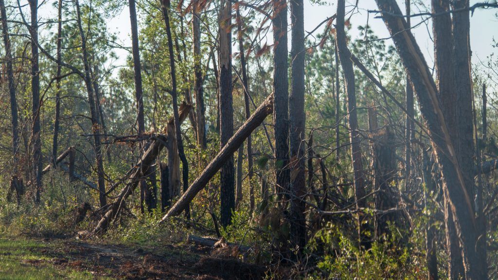 WholesomeWaveGA's tweet photo. Heads up farmers! Starting March 18, @GaDeptAg will be accepting applications for #HurricaneMichael #farmrecovery relief for $347 million in grant funds. We'd love to see some of our #GeorgiaFreshForLess farms get some well-deserved relief! Learn more at https://t.co/xh6uw81Pik https://t.co/bhGG3UT7en