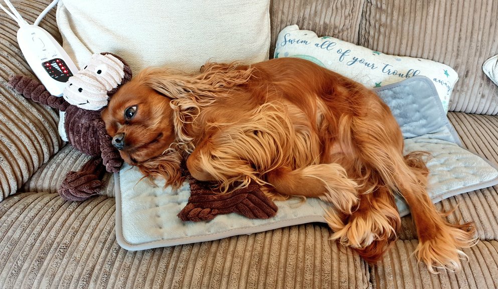 DisneyAndMyDog's tweet image. Hey @LintbellsPet, I'd like to thank you for yudigest plus! EVERYTIME my dog is sick, has runny poop or a gurgly sore tum that makes him flinch I give him a sachet &amp;amp; within 5mins to 30mins he's well again. Everytime! Including last night at 5am when he was poorly.#MagicMedicine🌟