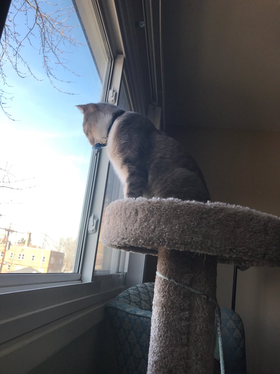 Heuskerdo's tweet photo. Eloise says: Abolish ICE! Medicare for All! Give incarcerated people voting rights! Abolish student and medical debt! #BernieSurge #CatsforBernie #NotMeUs https://t.co/wb8vdpzm1E
