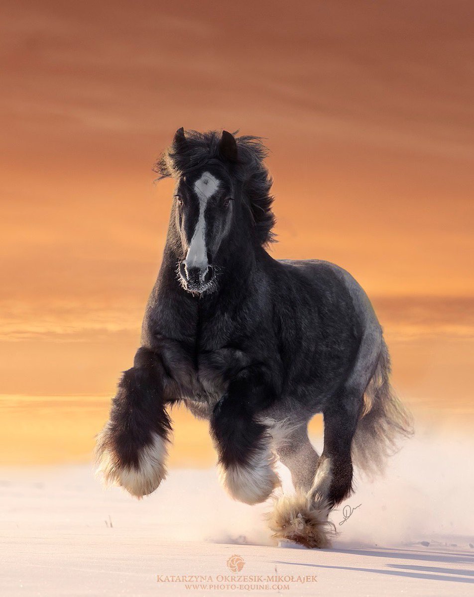 WorldofEquines's tweet photo. Gorgeous 🤎💛🧡 #Horses 🐴 https://t.co/jPrbnl2Two