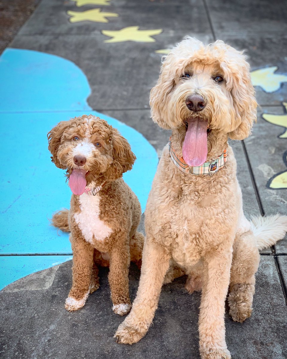 Indythedoodle's tweet photo. Hey 👋🏻☺️. 

https://t.co/2JUJgX86I2

@CountryLiving @Chewy @Petco @Adorably @dog_rates @mydogiscutest @dogs @DogsofInstagram @TheEllenShow https://t.co/TymM7A5ArV