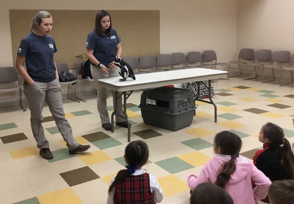 stmschoolatown's tweet image. #STMlearning This morning, the Lehigh Valley Zoo visited Mrs. Lett's First Grade Science class! Our students have been learning about  different animal groups. The children loved seeing the animals, especially the penguin! #STMexcellence #theSTMdifference ❤️🖤🐧