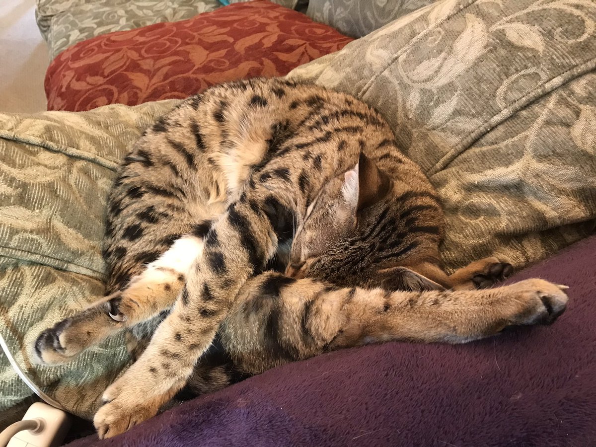 NatsRallyCat's tweet photo. Overshot da #HashtagPose but nailed da #PawWork ๐พ https://t.co/RLdYMwOWBQ