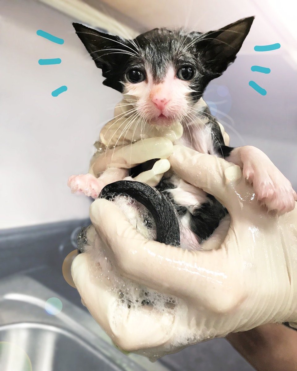 Tomorrow! Veterinarian @drlisalippman returns to the show and answers some of your burning questions! Also check us out on her podcast right meow <a href="/wdddogspod/">We Dont Deserve Dogs</a> for a super fun time!