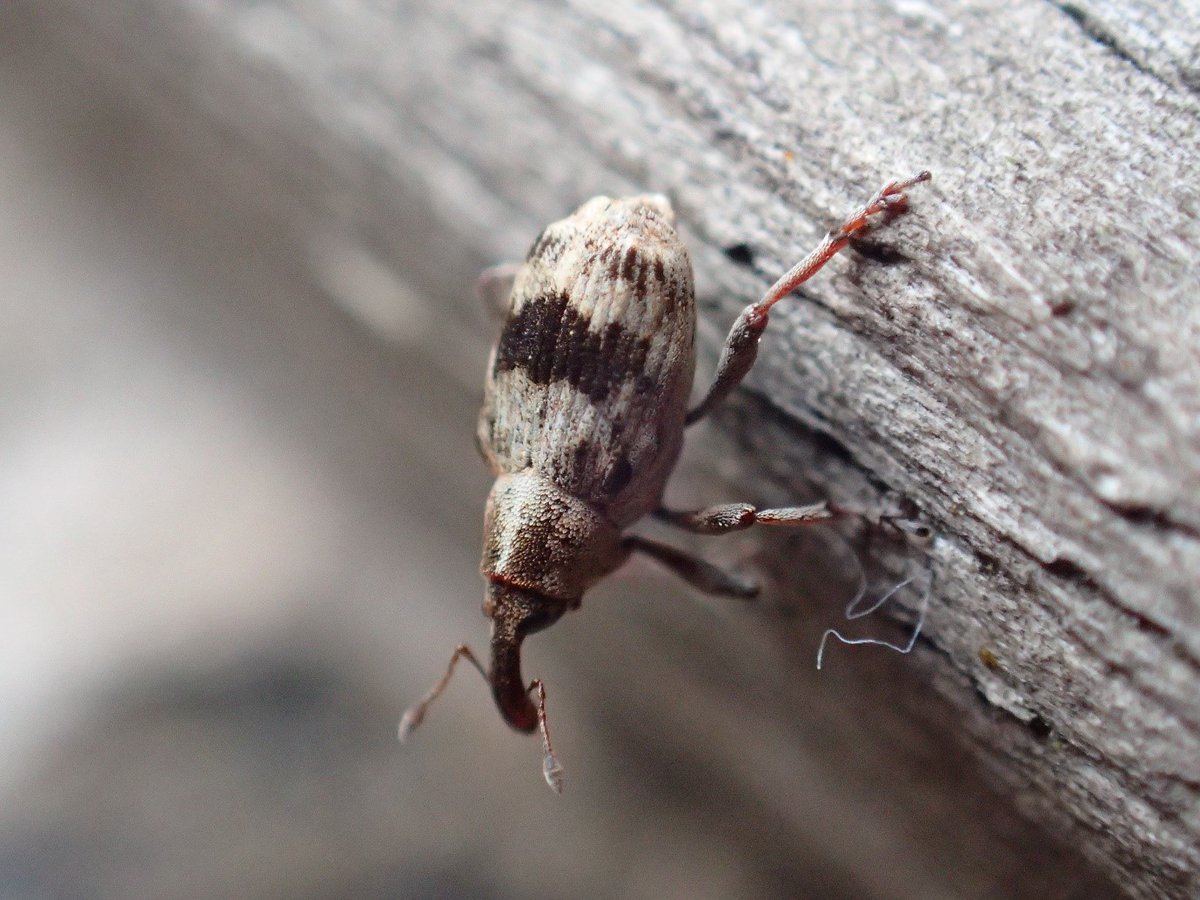 #speciesaday no. 130 is Tapeinotus sellatus. A (Na) scarce weevil that feeds on Yellow Loosestrife. This is the only one I have ever seen, suction-sampled from a mire in Hampshire last June <a href="/Hants_BIC/">HBIC</a> <a href="/WeevilRS/">WeevilRS</a> <a href="/MarkGurn/">Mark Gurney</a>