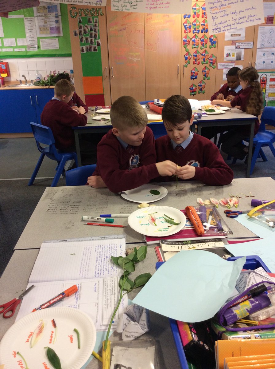 year5and6church's tweet photo. As part of science week, we have been dissecting flowers and comparing their different parts. #footpathflowers #livingthings @church_prim https://t.co/AeiavMoaPl
