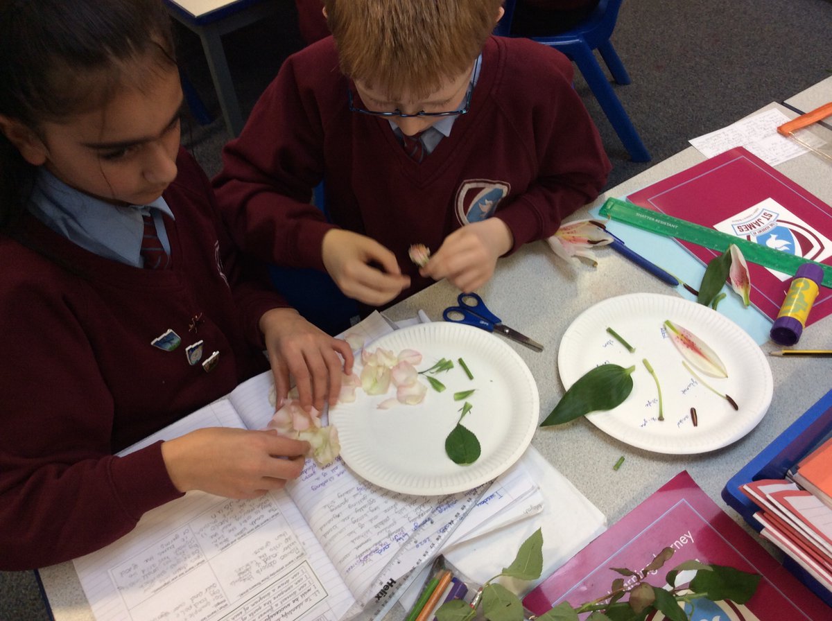 year5and6church's tweet photo. As part of science week, we have been dissecting flowers and comparing their different parts. #footpathflowers #livingthings @church_prim https://t.co/AeiavMoaPl