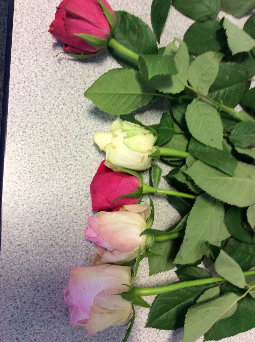 year5and6church's tweet photo. As part of science week, we have been dissecting flowers and comparing their different parts. #footpathflowers #livingthings @church_prim https://t.co/AeiavMoaPl