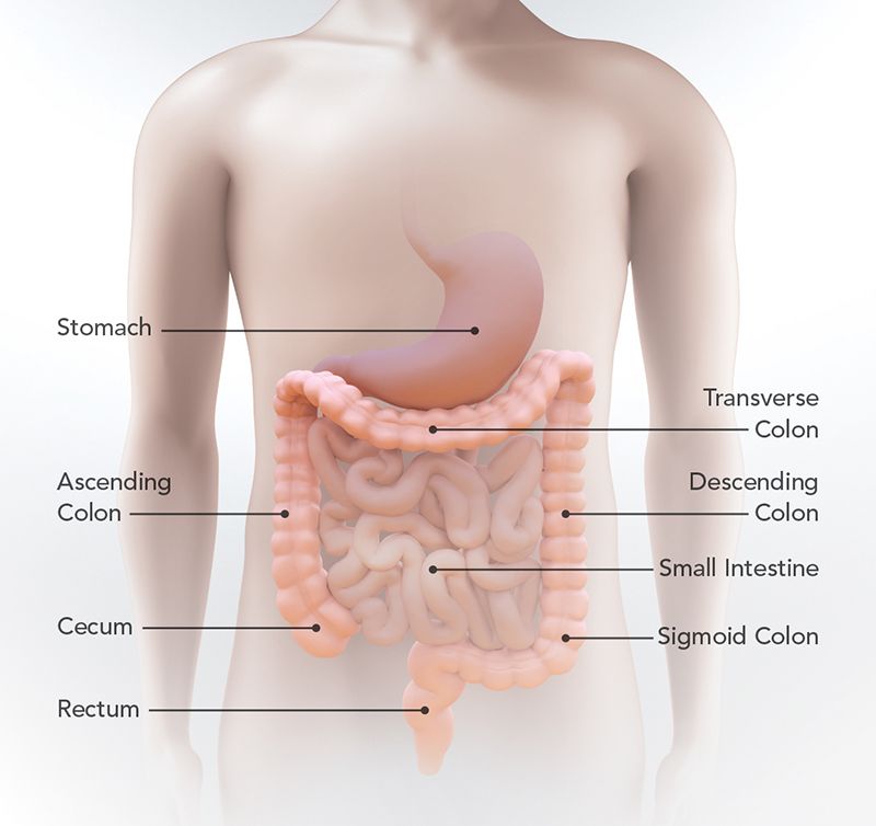 ChampsforCRC's tweet photo. #Colorectalcancer occurs in the colon or rectum – sometimes called colon cancer, for short. As the drawing shows, the colon is the large intestine or large bowel. The rectum is the passageway that connects the colon to the anus. @CDC_Cancer 
https://t.co/Y1ykTpwoGv https://t.co/76KbsPq5fC