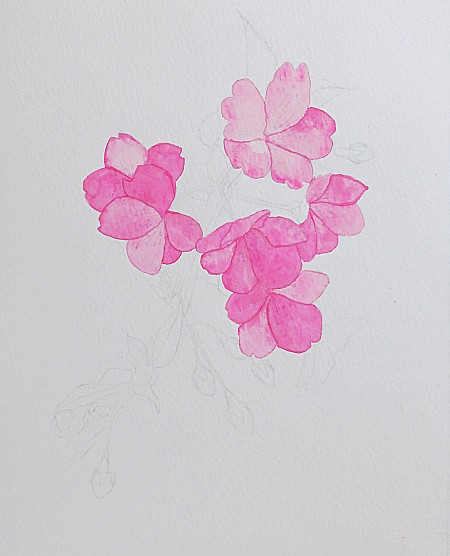 Tami Suzukake V Twitter 水彩画 河津桜を描いてみよう 制作2彩色 T Co Xgk8xj87gz 水彩画 透明水彩 水彩メイキング 植物画 河津桜 花 植物 彩色