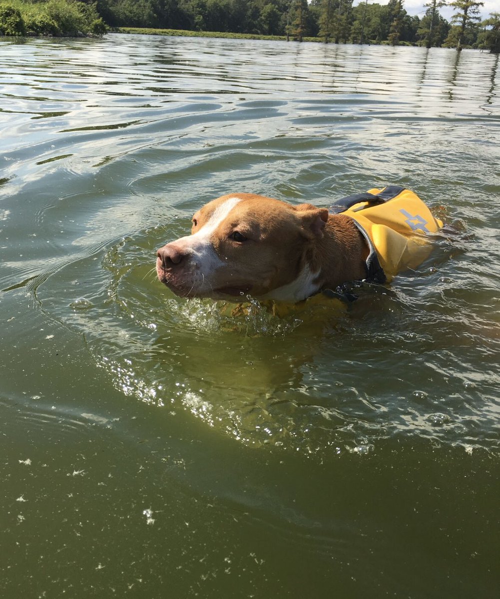 ktownsend5630's tweet photo. Anyone in the Blytheville/Gosnell, AR area: looking for a Red Nose Pit Bull Terrier, who goes by the name Diego. His POS owner who had him for about 8 yrs just left &amp; abandoned him in the middle of nowhere down there. Anyone with any kind of info can message me. 🖤 https://t.co/YePzG6VWoT