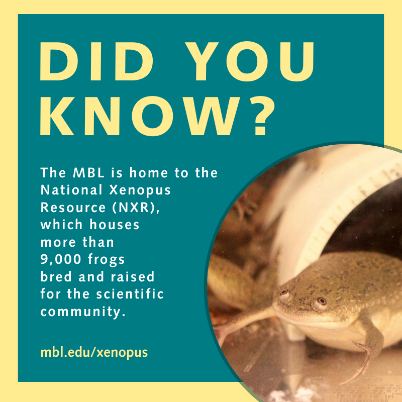 MBLScience's tweet photo. Did you know that the MBL is home to the National Xenopus Resource (@XenopusNXR). The NXR serves as a national stock center for X. laevis and X. tropicalis as well as a training center for advanced technologies!  https://t.co/EKMFdHmcez https://t.co/Z6WfnIoUAC