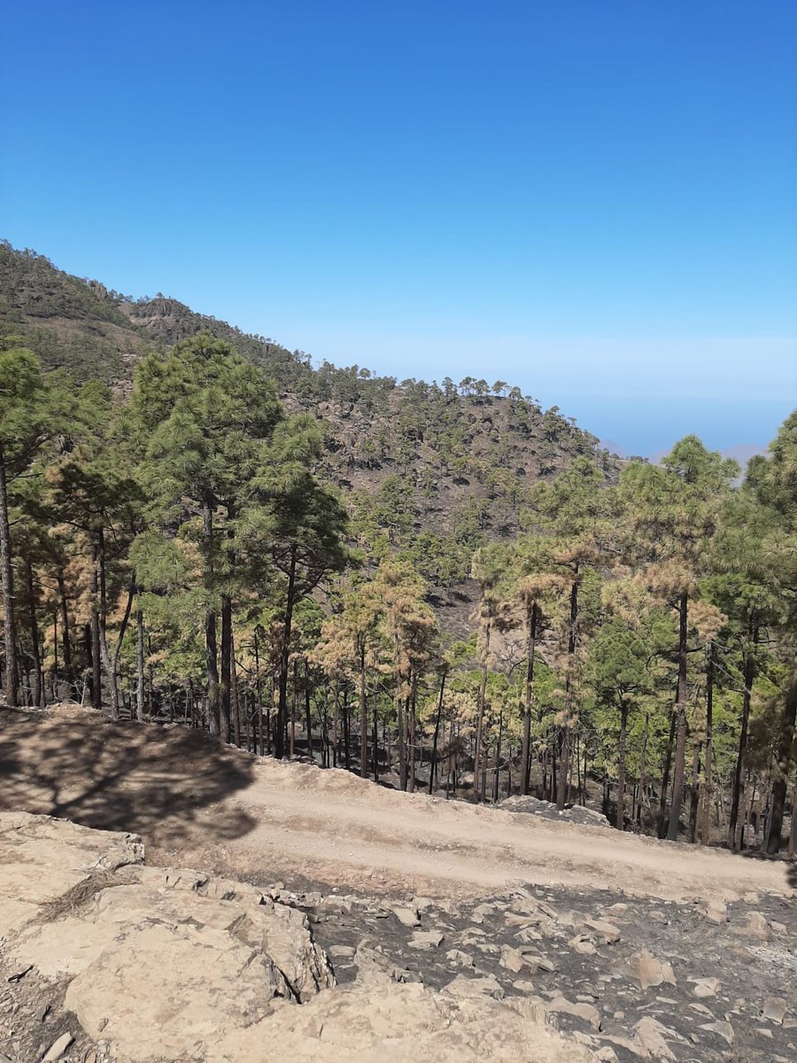 GranCanariaCab's tweet photo. Se cumplen 24 horas sin humos en Inagua. Los equipos seguirán vigilantes en el #IFTasarte 

Con el perimetrado de los incendios queda superada la fase peligrosa (controlado), luego hay que extinguir todo el interior de ese anillo.

Se acerca la total extinción https://t.co/xY9zq5cTMC