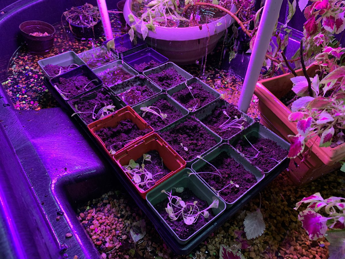 DottkeA's tweet photo. Super exciting things happening up in the lab! Here you can see the growth over the course of 3 days! 
#wawmproud https://t.co/I2sHIL0DxW