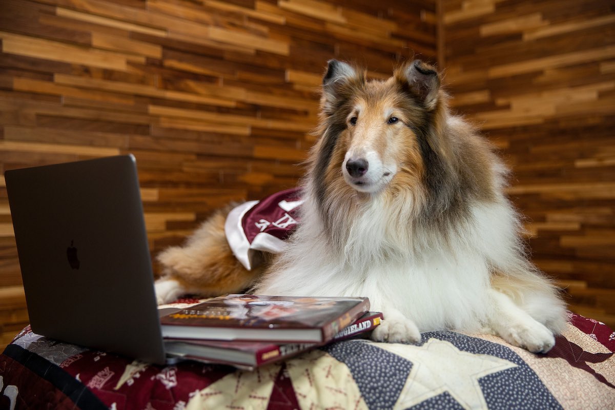 reveille's tweet photo. I have so many options on how to spend my spring break!!! I can: 

❄️🎿 Play in the snow
💻📚 Relax with a good show and a good book
🗺🛣 Explore somewhere new
☀️😎 Bask in the sun!

How are you spending your spring break, my Aggies?!? https://t.co/Rulim57eHH