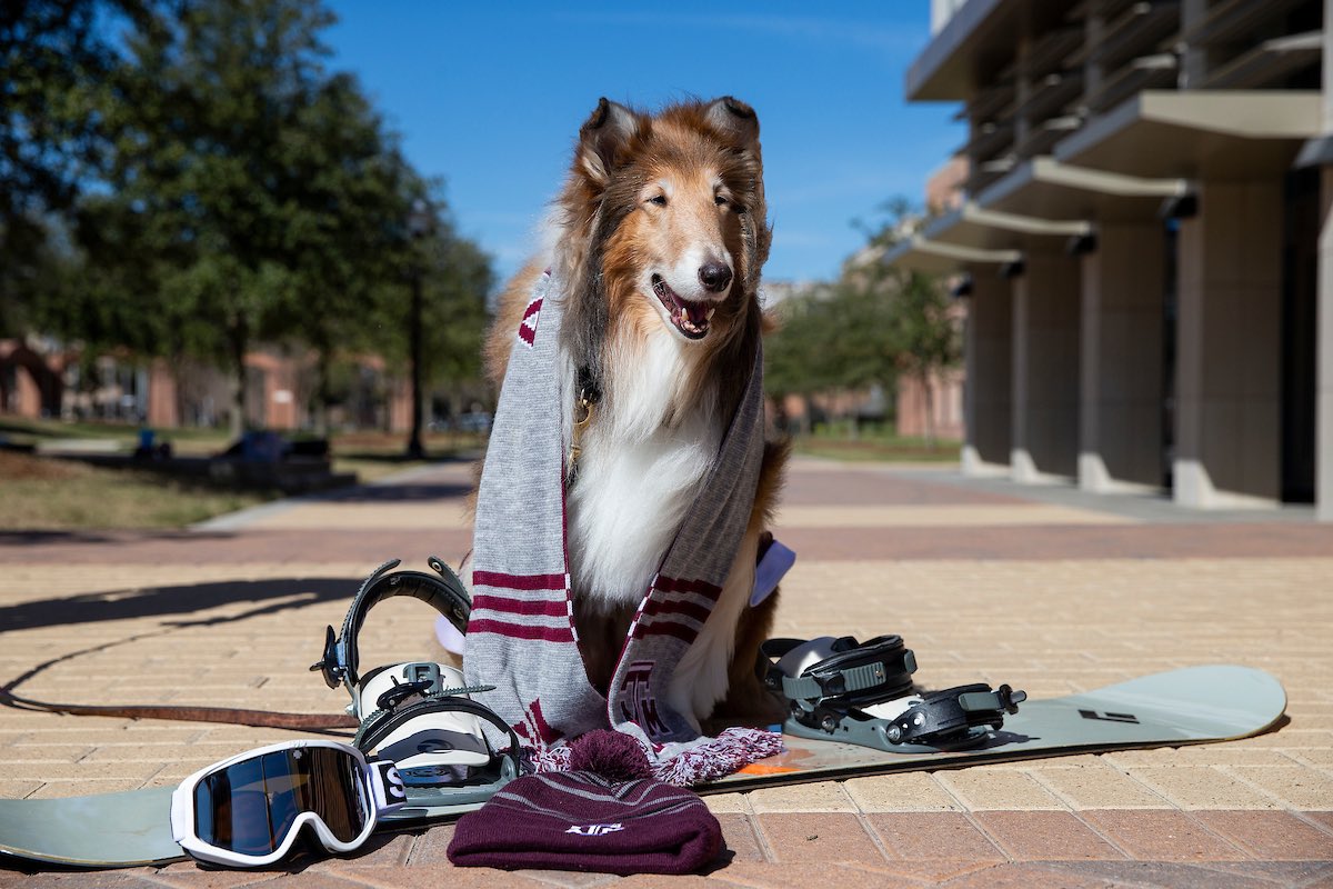 reveille's tweet photo. I have so many options on how to spend my spring break!!! I can: 

❄️🎿 Play in the snow
💻📚 Relax with a good show and a good book
🗺🛣 Explore somewhere new
☀️😎 Bask in the sun!

How are you spending your spring break, my Aggies?!? https://t.co/Rulim57eHH