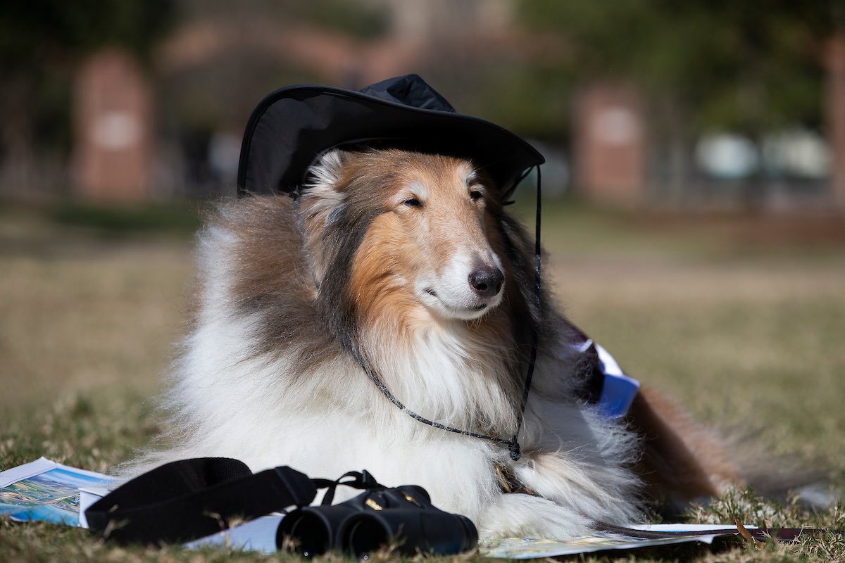 reveille's tweet photo. I have so many options on how to spend my spring break!!! I can: 

❄️🎿 Play in the snow
💻📚 Relax with a good show and a good book
🗺🛣 Explore somewhere new
☀️😎 Bask in the sun!

How are you spending your spring break, my Aggies?!? https://t.co/Rulim57eHH