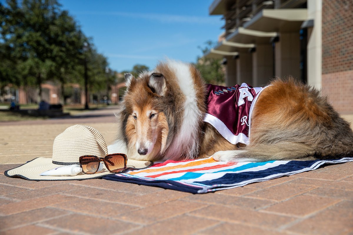 reveille's tweet photo. I have so many options on how to spend my spring break!!! I can: 

❄️🎿 Play in the snow
💻📚 Relax with a good show and a good book
🗺🛣 Explore somewhere new
☀️😎 Bask in the sun!

How are you spending your spring break, my Aggies?!? https://t.co/Rulim57eHH