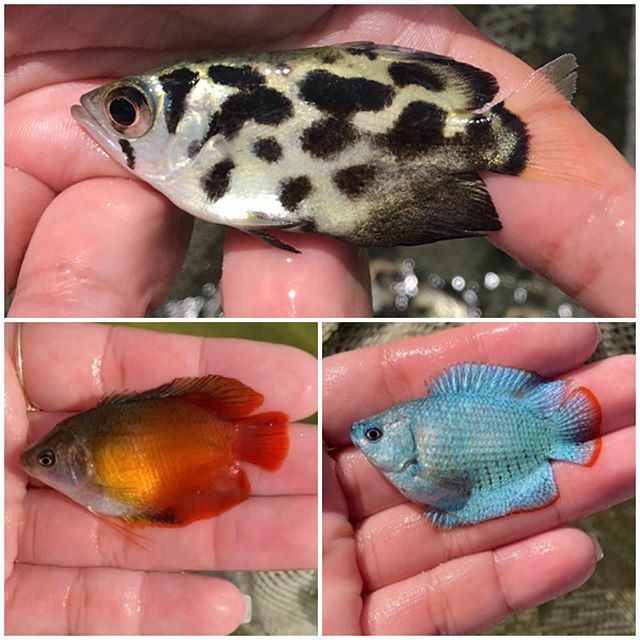 TropicalFishMia's tweet photo. We have Powder Blue Dwarf Gourami's❗️We have Fire Dwarf Gourami's❗️AND we have Clouded Archers❗️These fish are awesome if you're looking for something to POP 🤩 in your tank. Come check them out‼️ https://t.co/yWu9YnHeqN https://t.co/gxcymsPFtZ