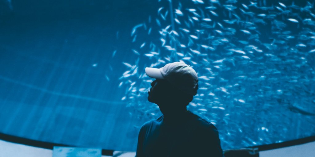 dibaqaqua_es's tweet photo. Según @FAO, el #pescado es clave para la seguridad alimentaria y la nutrición. ¡Para alimentar a la población mundial en aumento necesitamos una pesca y acuicultura sostenibles!

Conoce más sobre el sector en el informe #Sofia2018 👉 https://t.co/Nr43ZlBIWk https://t.co/Aex10NaIgI