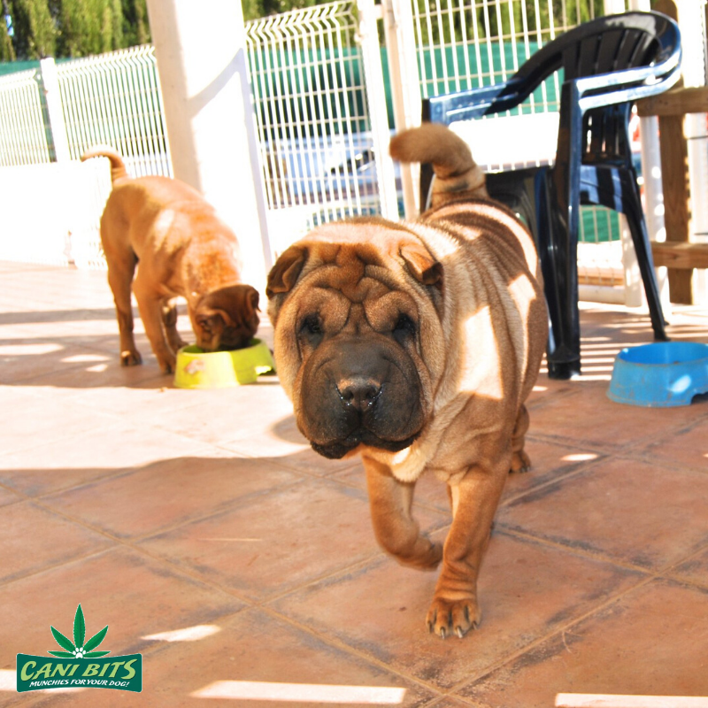 CaniBits's tweet photo. The name Shar-Pei means "sand-skin" but translated more as “sand-paper-like coat.”  

No other breed shares the short, rough coat of the Shar-Pei.

Very unique dogs they are! https://t.co/3UD4yqDJA7