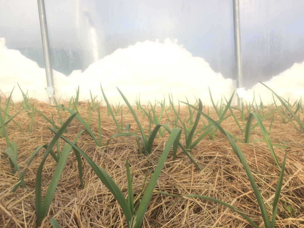 Garlic coming along nicely while snow piles up outside the tunnels... indoors garlic will be in June veg boxes to help bridge the ‘hungry gap’