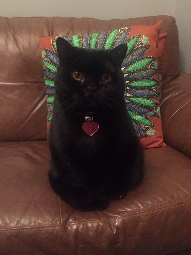 Stare off 👁👁
#catlife #CatsOfTwitter #blackcat #britishshorthair 🐾❤️🐾