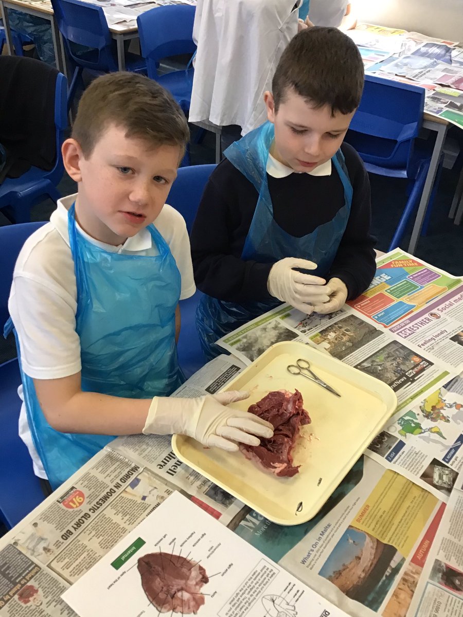 easterside_a's tweet photo. Dr Richard Spencer from Middlesbrough College came to dissect hearts today as part of our Year 5/6 topic ‘How healthy is your heart?’ #scientists https://t.co/jBukv7RI0I