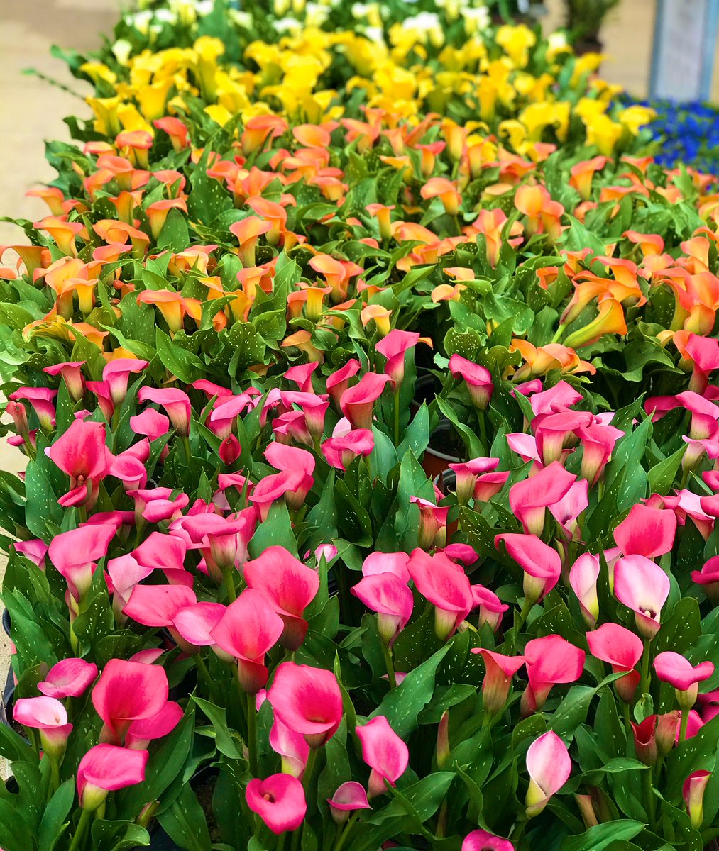 PPS_Melanie's tweet photo. Just got a shipment with 2 of my favorites!! Calla  Lilies and English Daisy’s. 
@PPS_April @PPS_MarkS @PPS_Mitchell @PPSinHD https://t.co/fR5hmy4V1E
