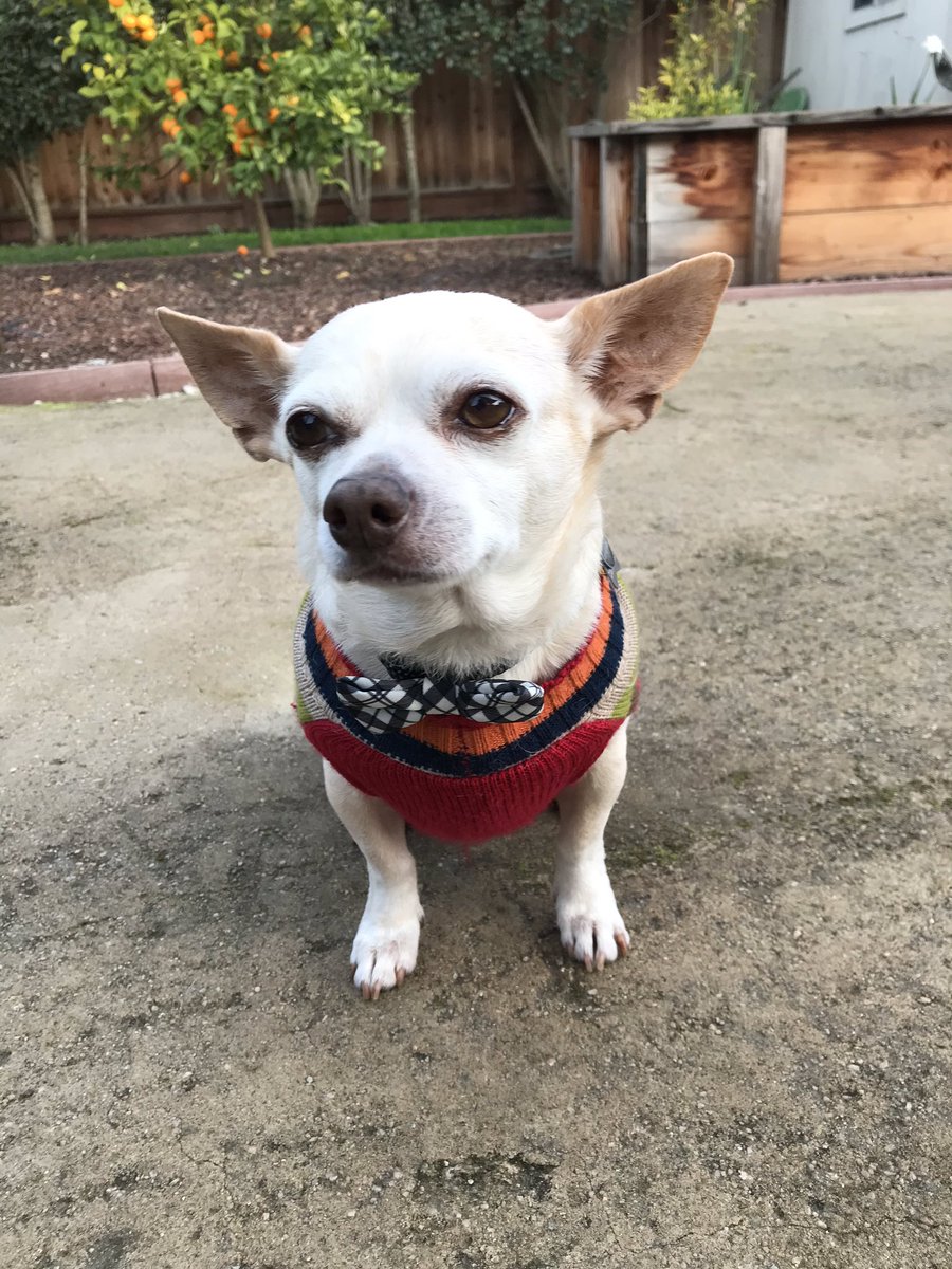 Squirrel. tweet media