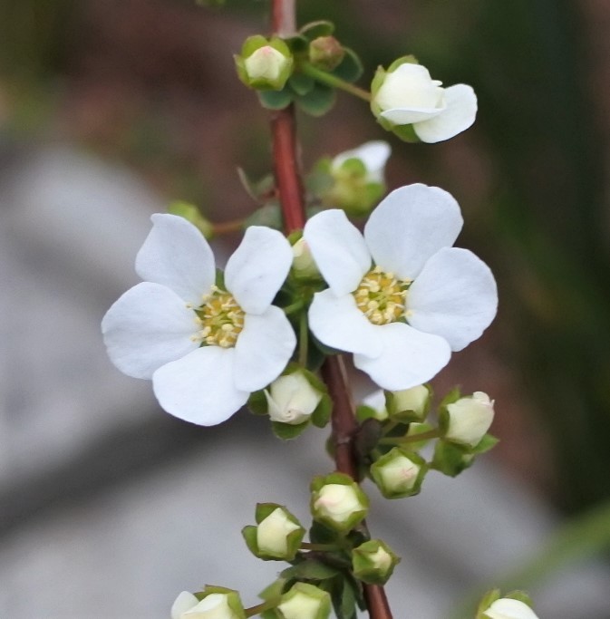 名古屋からおはようございます
東日本大震災から9年
あの日を忘れることなく記憶にとどめ
思い出も新たに暮らします
＋ユキヤナギ
