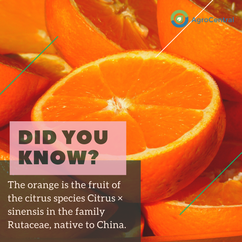 The orange is the fruit of the citrus species Citrus × Sinensis in the family Rutaceae, native to China.
